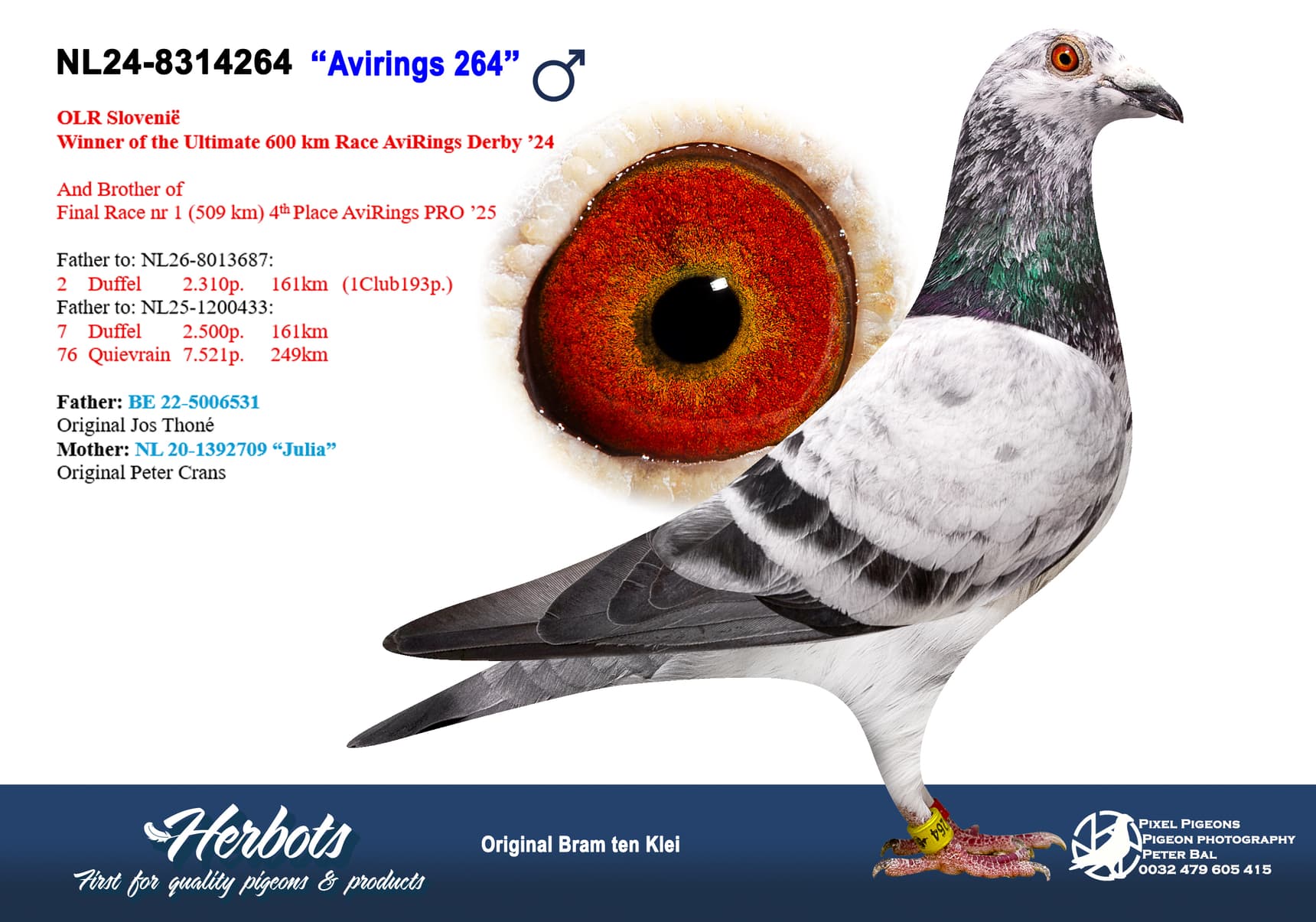 pigeon: undefined