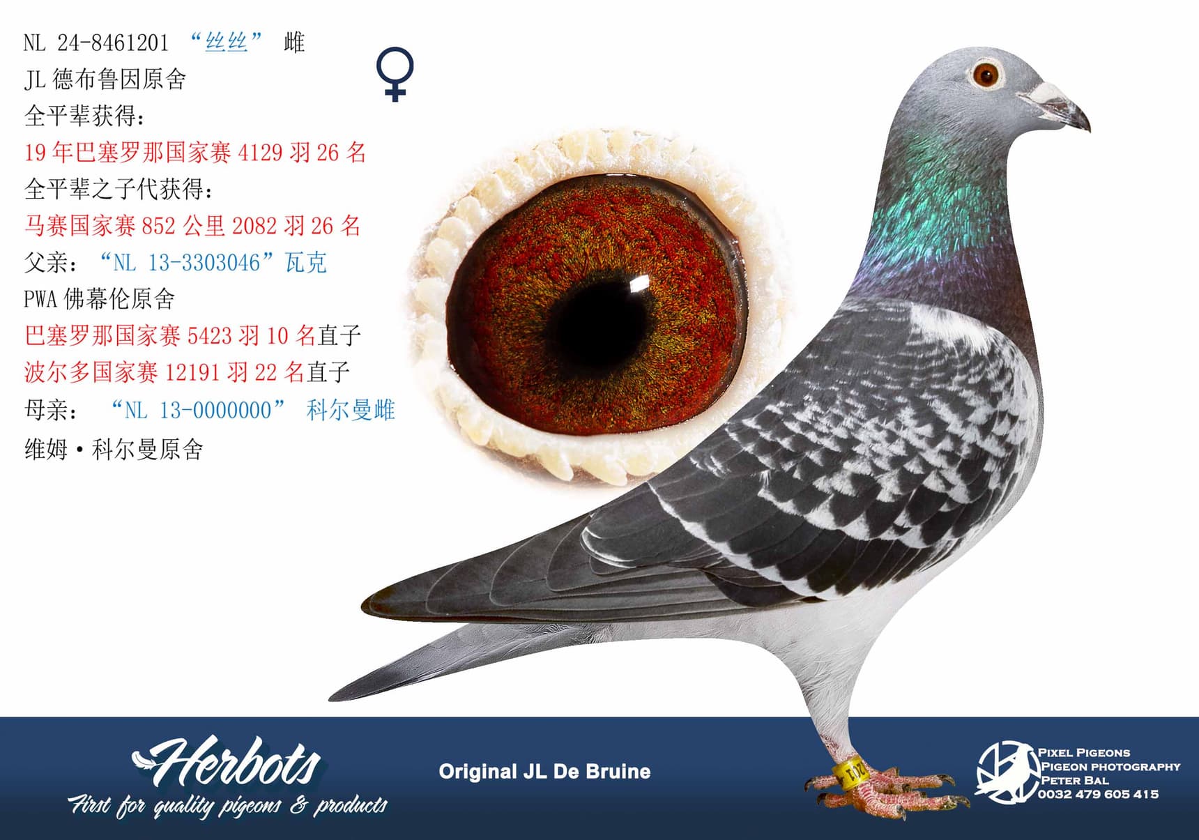 pigeon: undefined