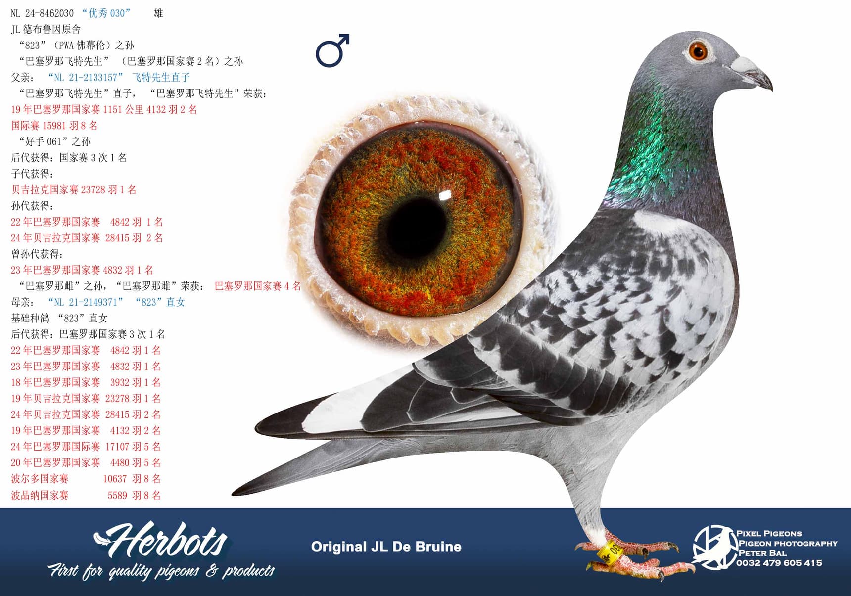 pigeon: undefined