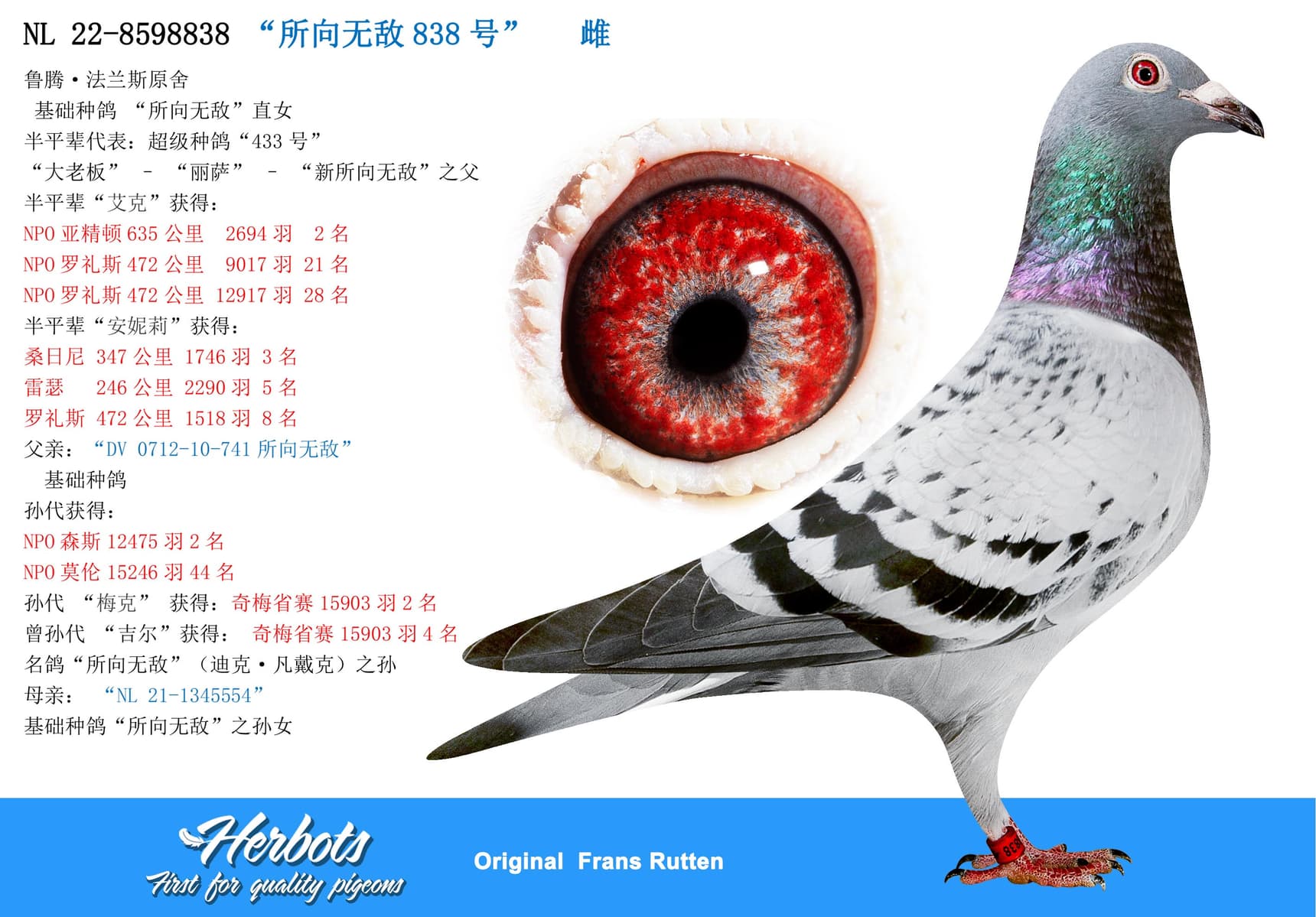 pigeon: undefined