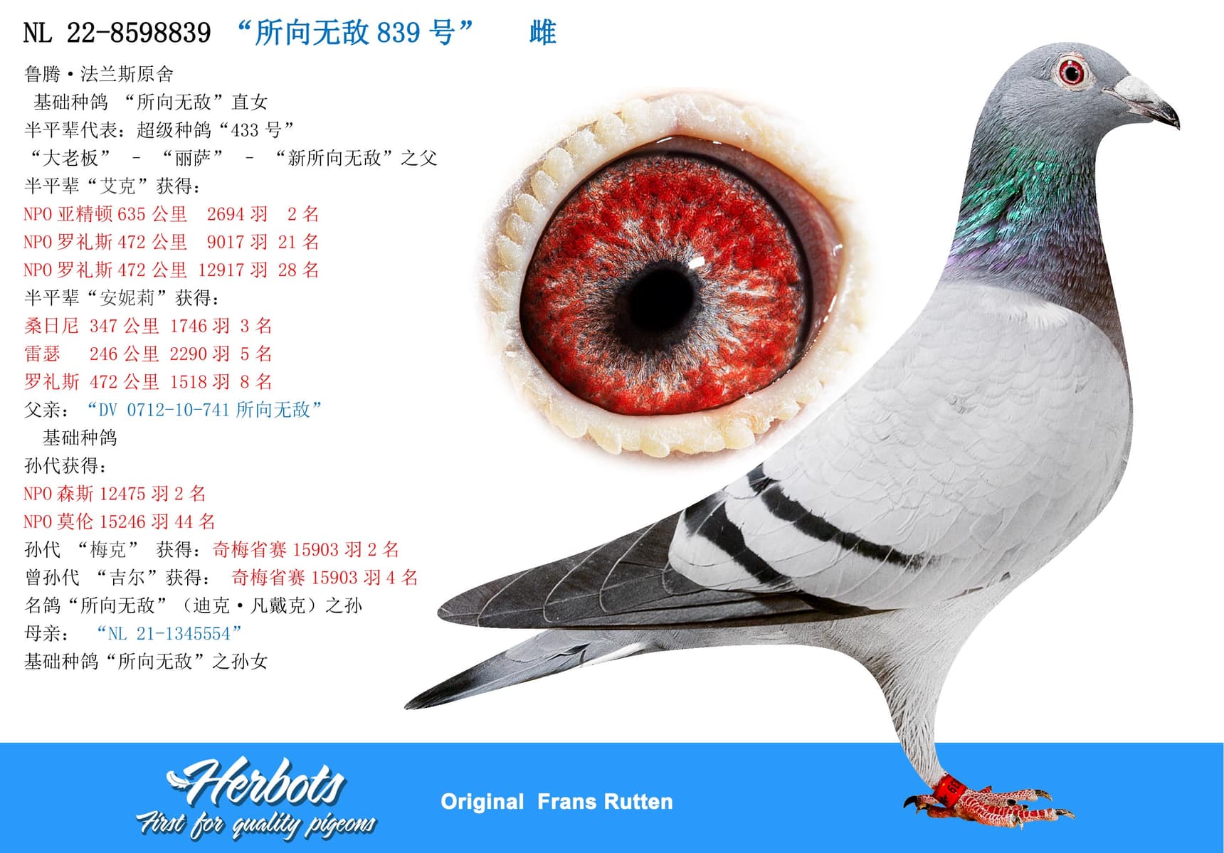 pigeon: undefined
