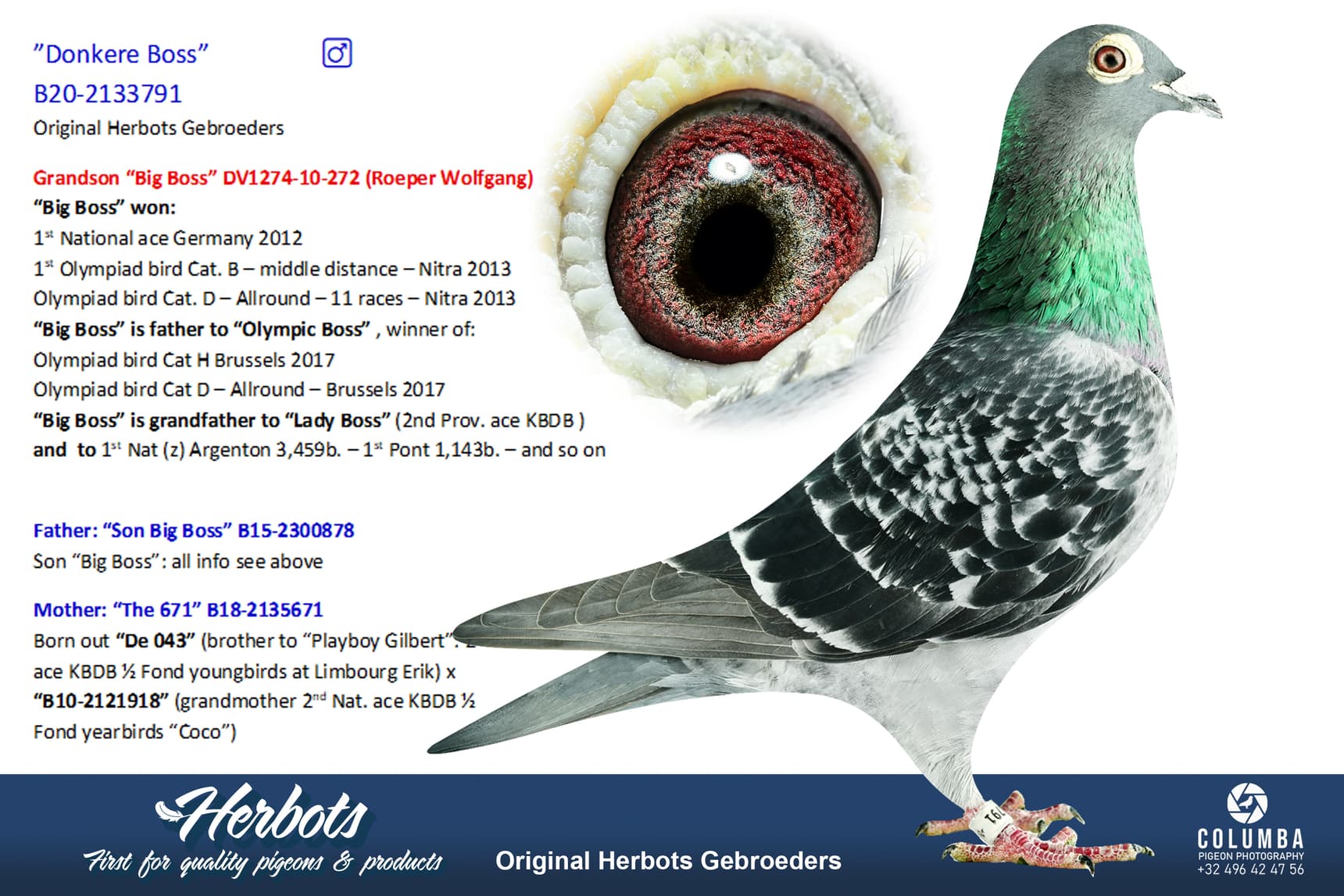 pigeon: undefined