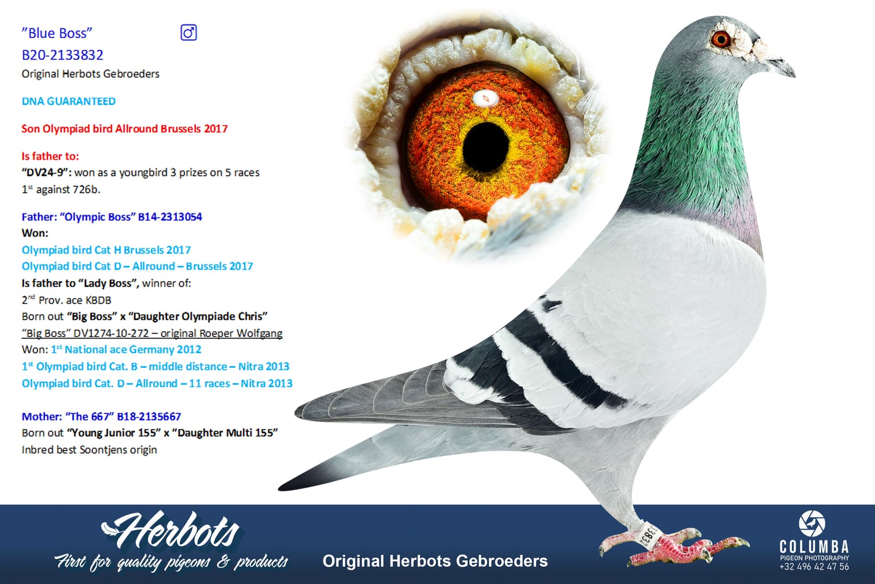 pigeon: undefined