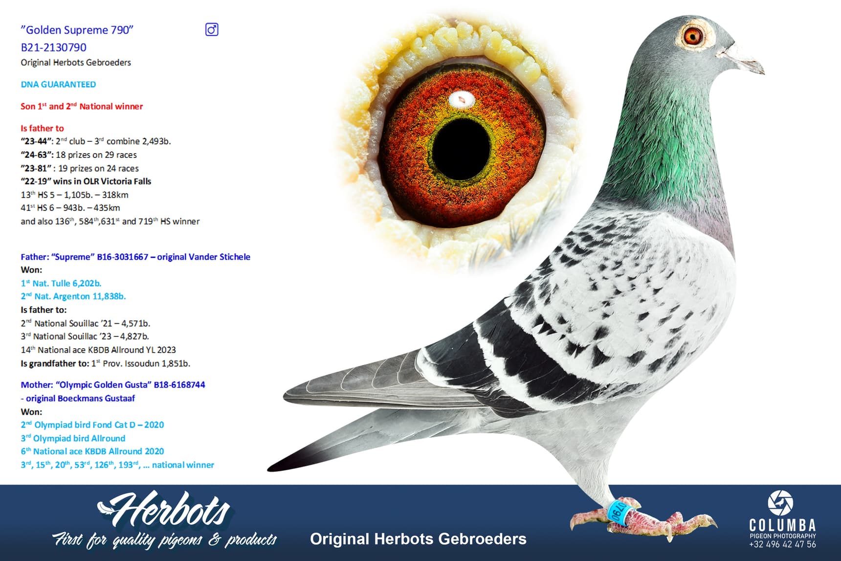 pigeon: undefined