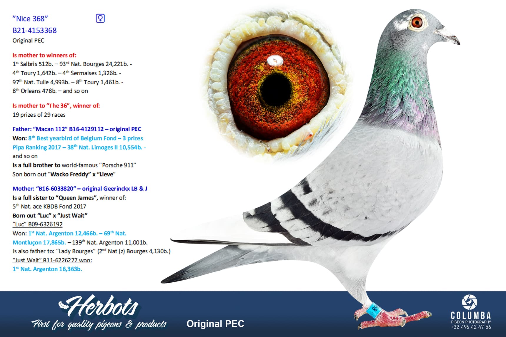 pigeon: undefined
