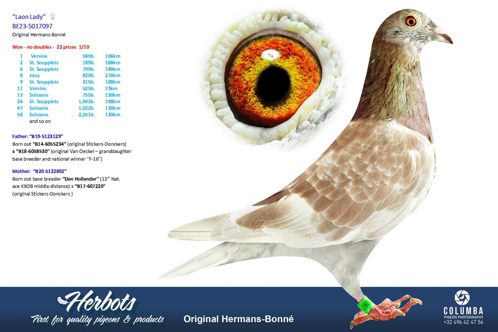pigeon: undefined