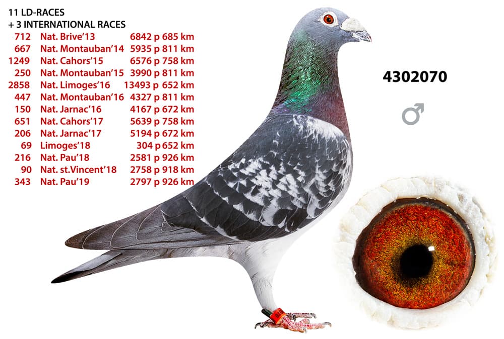 pigeon: undefined