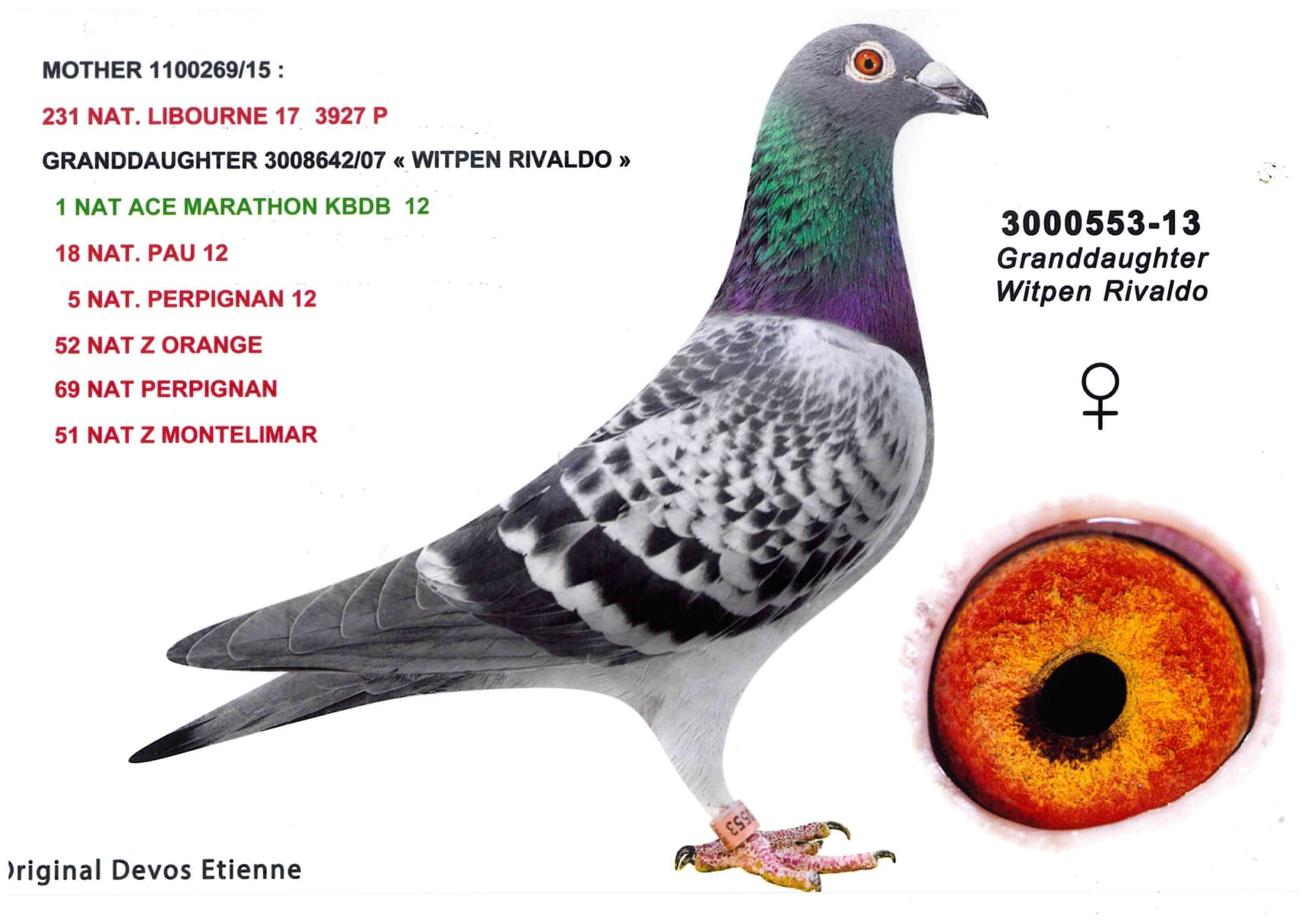pigeon: undefined