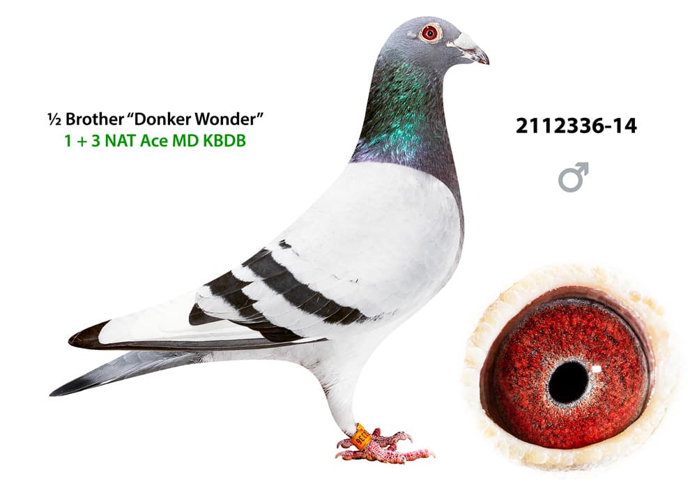 pigeon: undefined