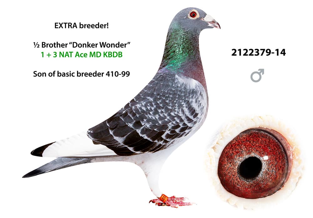 pigeon: undefined