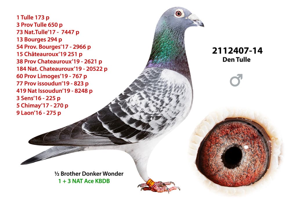 pigeon: undefined