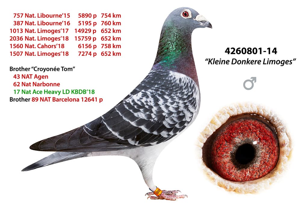 pigeon: undefined