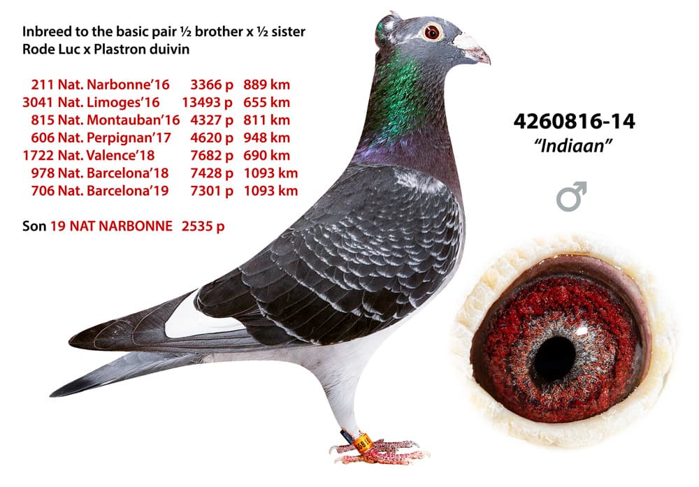 pigeon: undefined