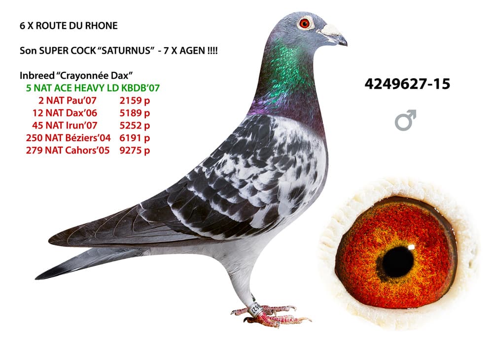 pigeon: undefined