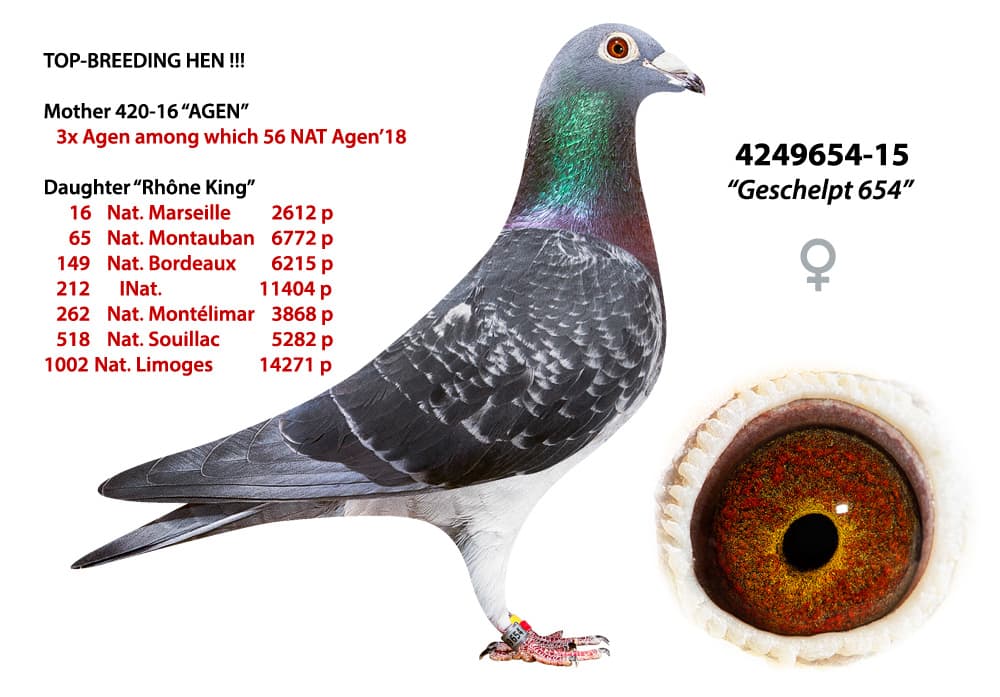 pigeon: undefined