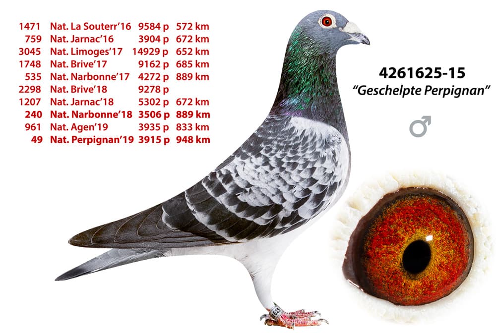 pigeon: undefined