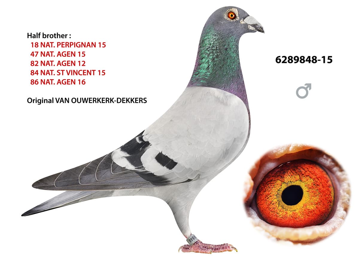 pigeon: undefined