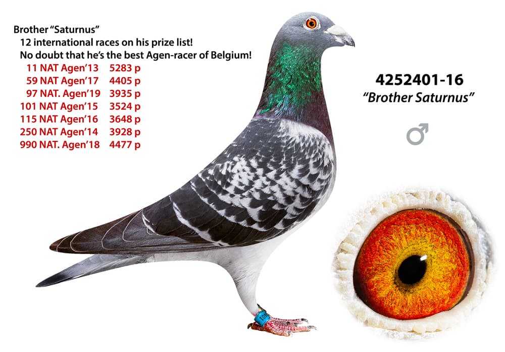 pigeon: undefined