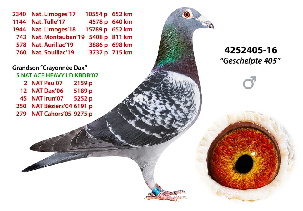 pigeon: undefined