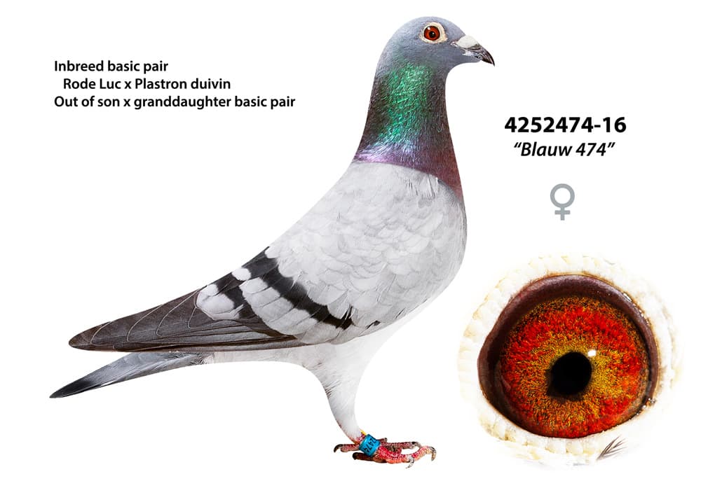 pigeon: undefined