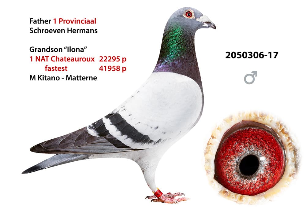 pigeon: undefined