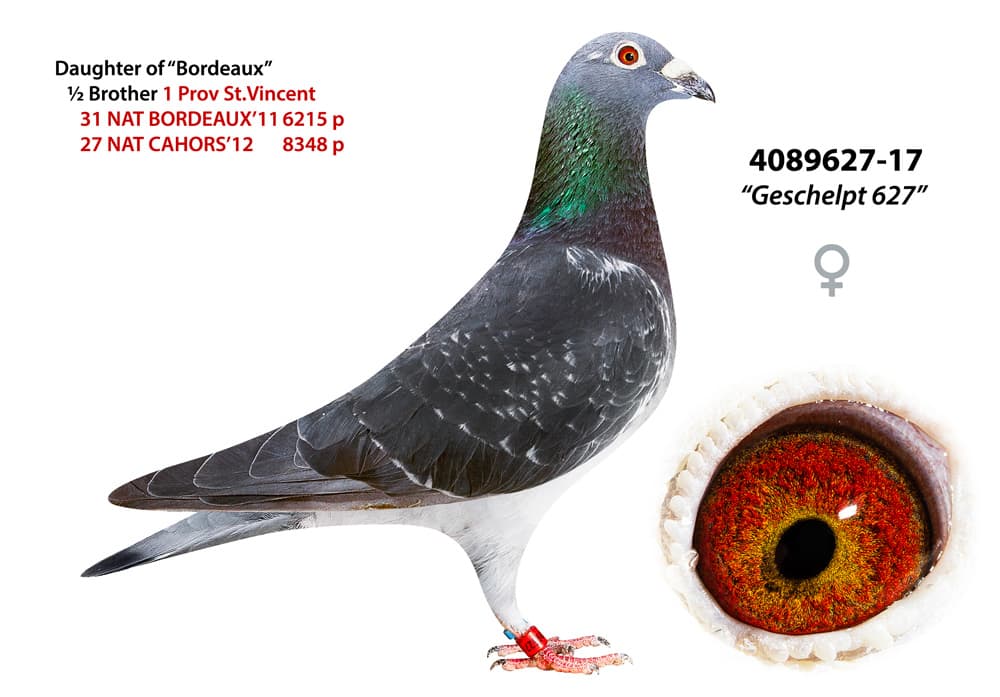 pigeon: undefined