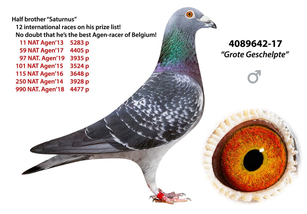 pigeon: undefined