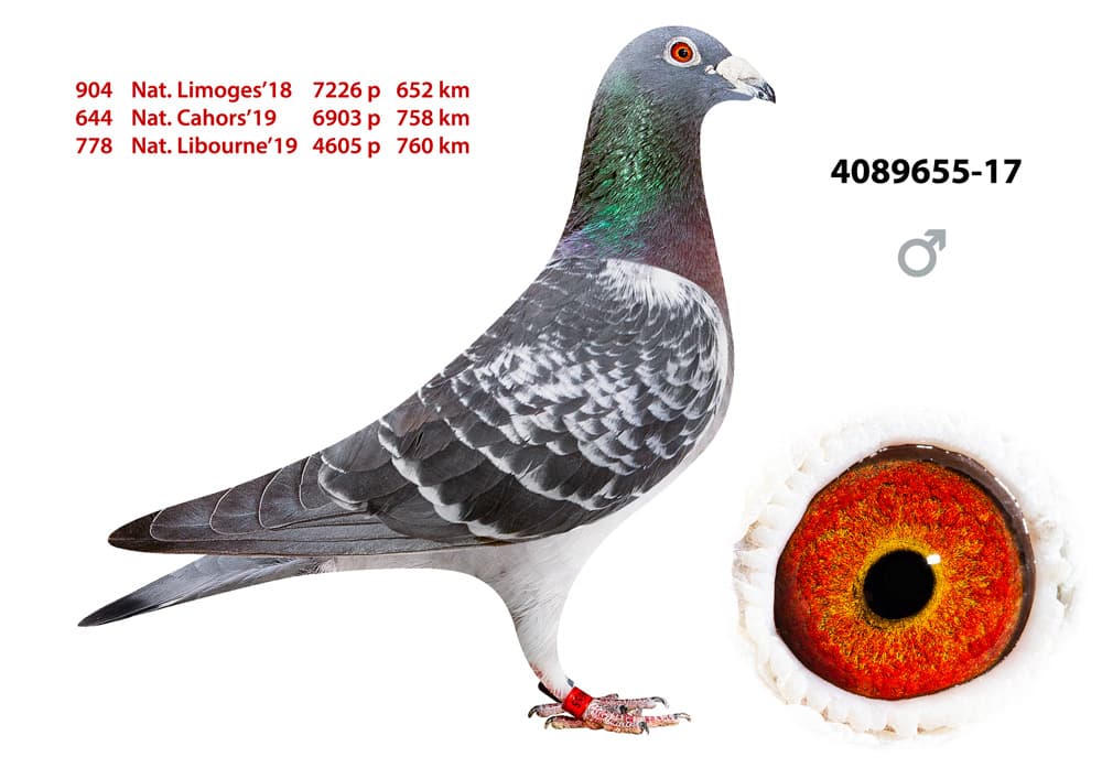 pigeon: undefined