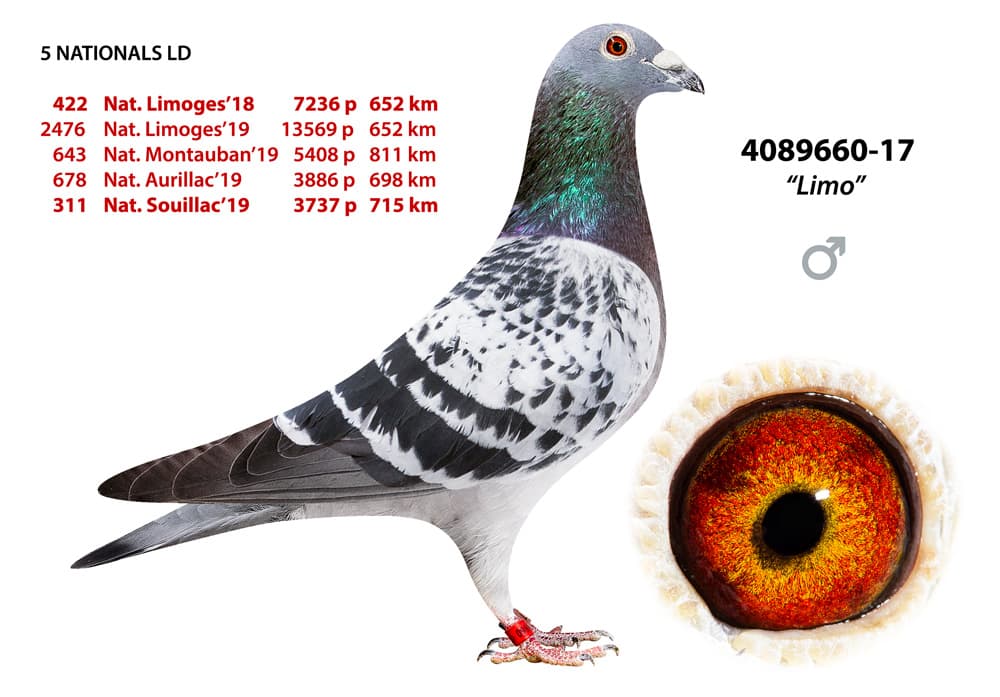 pigeon: undefined
