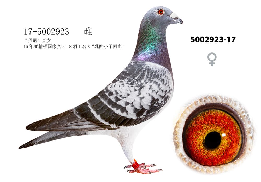 pigeon: undefined