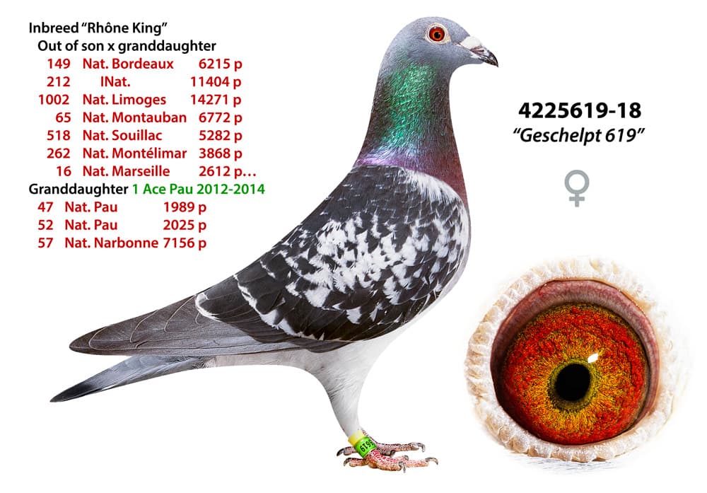 pigeon: undefined