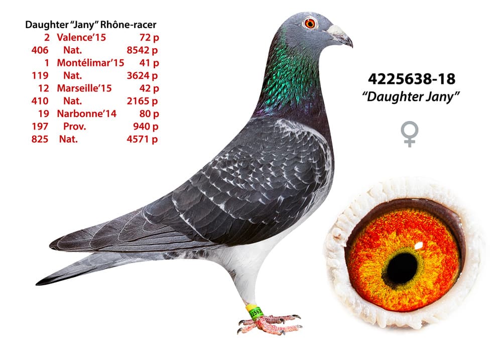 pigeon: undefined