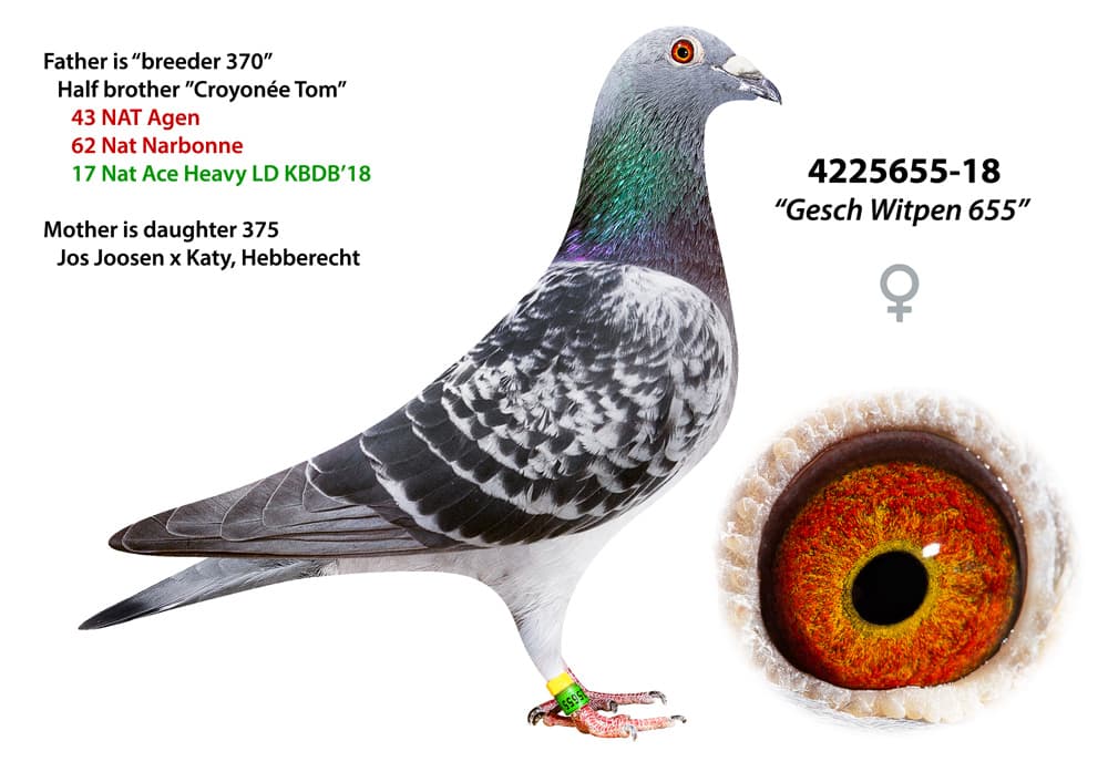 pigeon: undefined