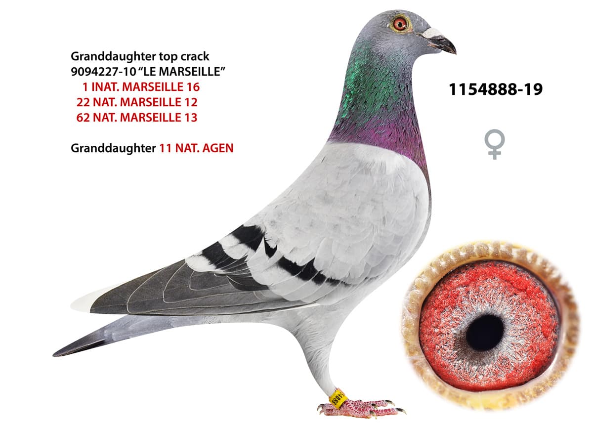 pigeon: undefined
