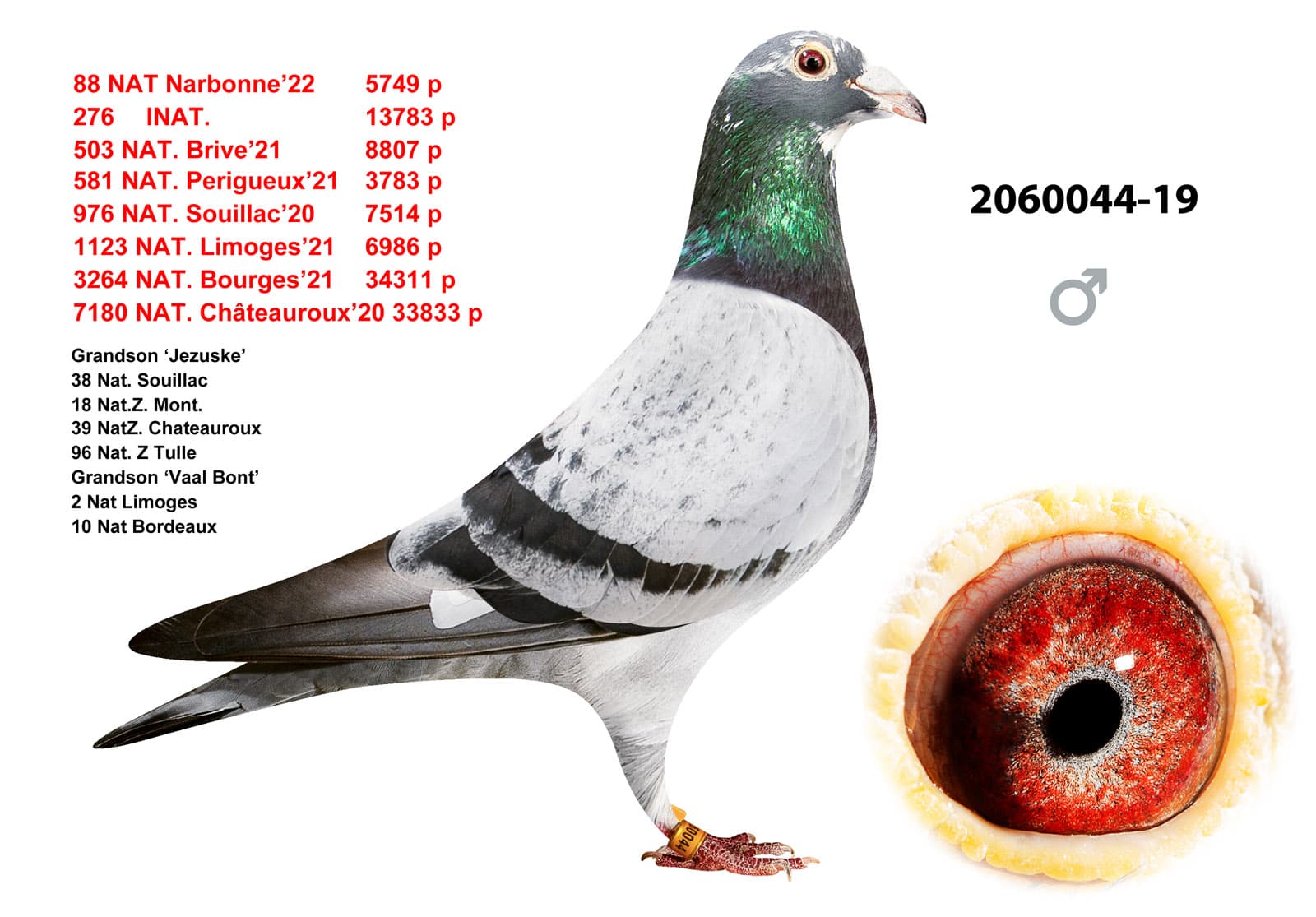 pigeon: undefined