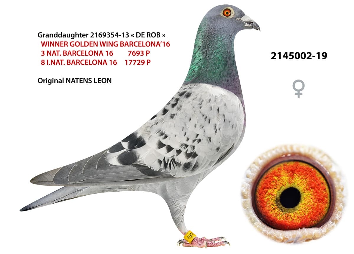 pigeon: undefined