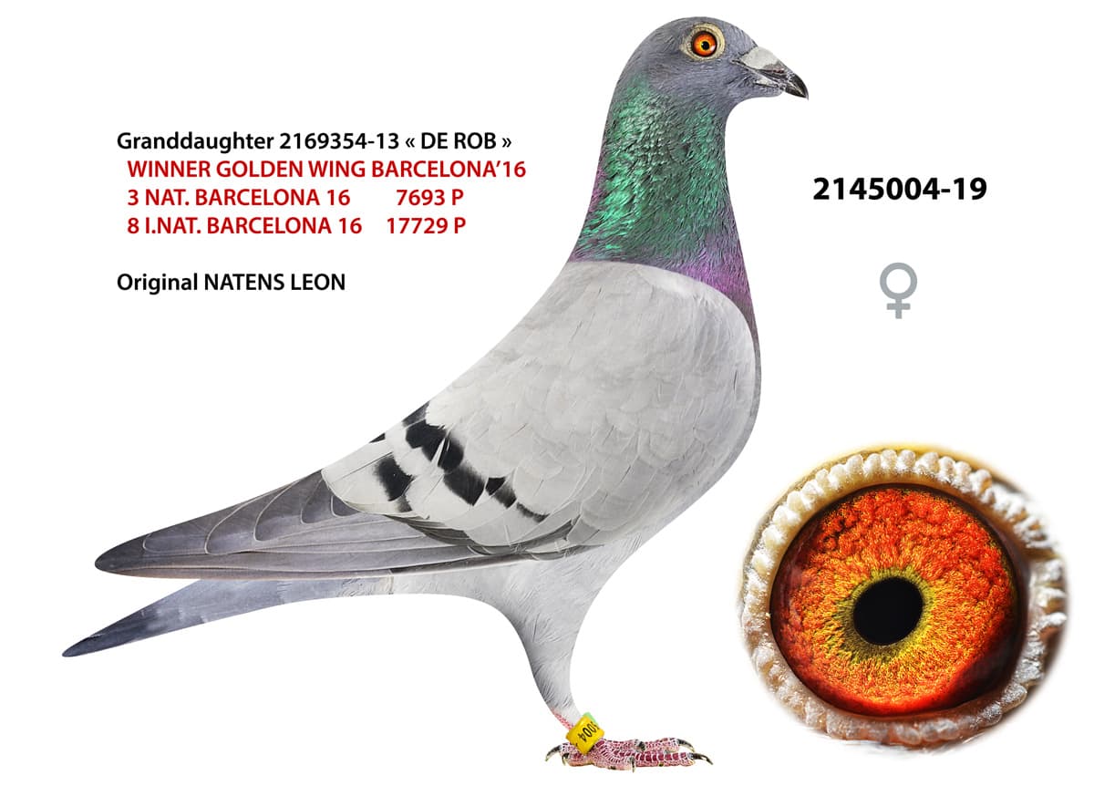 pigeon: undefined