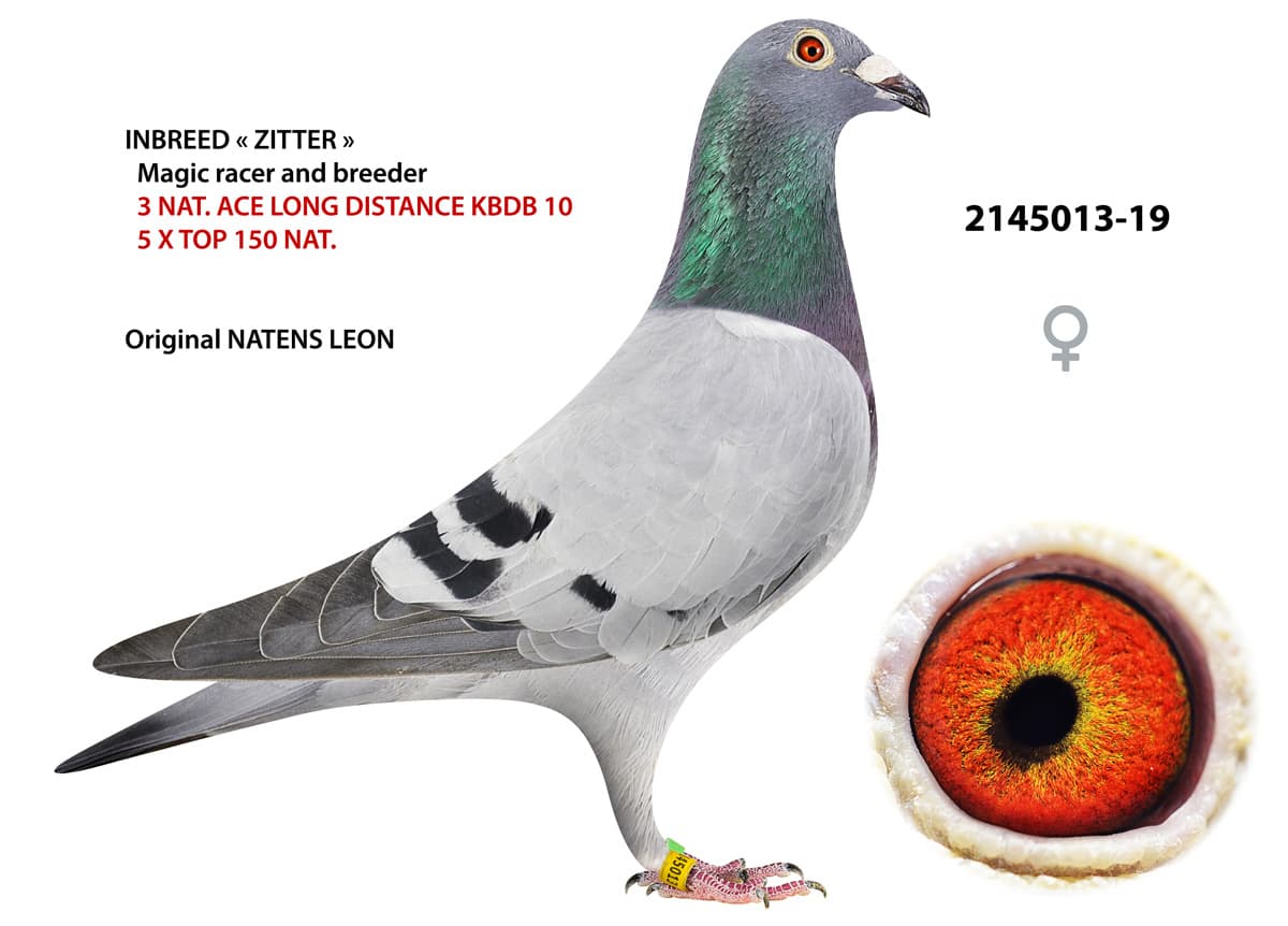 pigeon: undefined