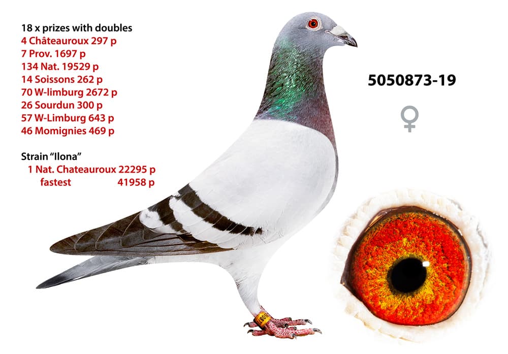 pigeon: undefined