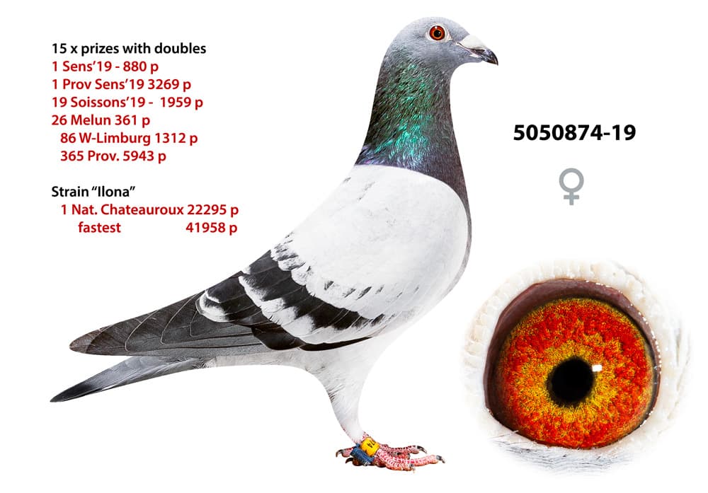 pigeon: undefined