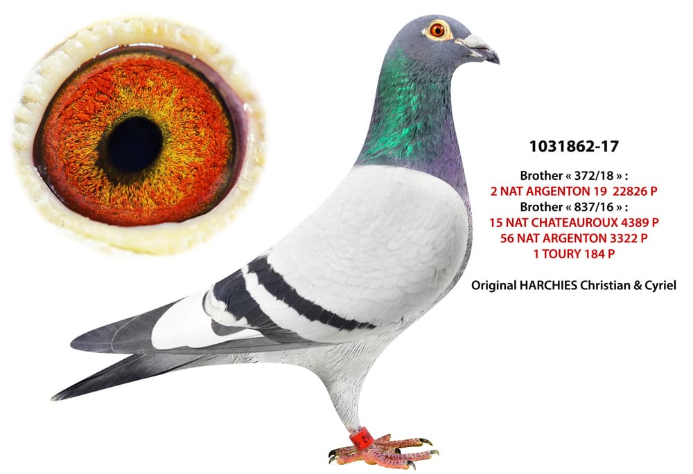 pigeon: undefined