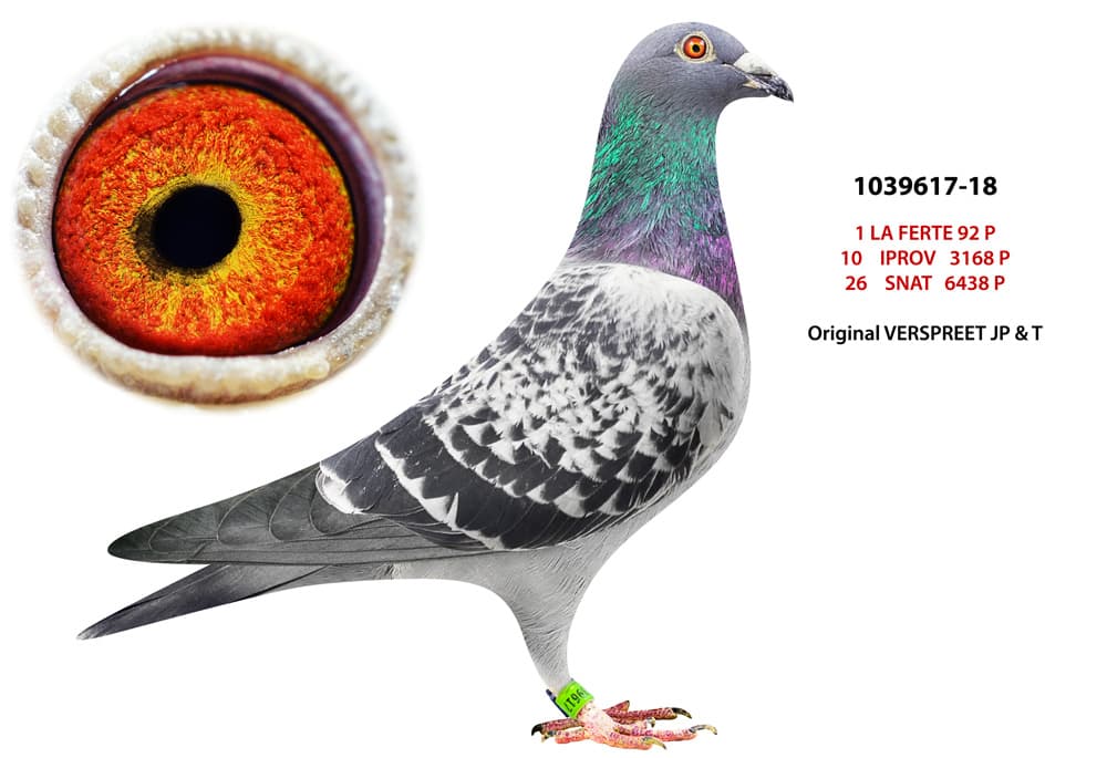 pigeon: undefined