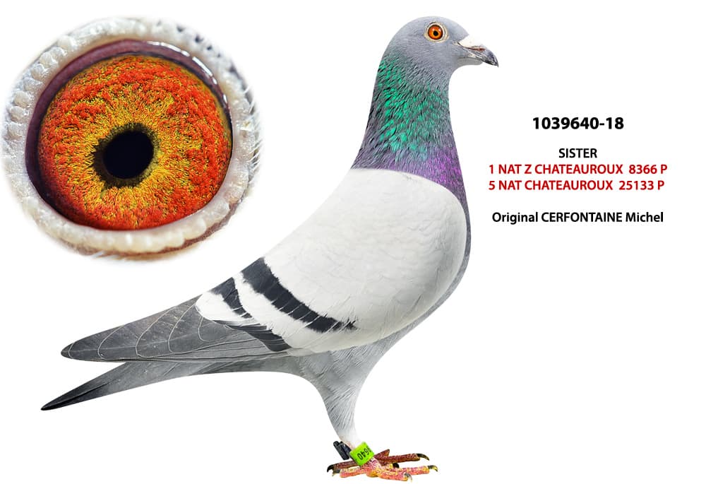 pigeon: undefined