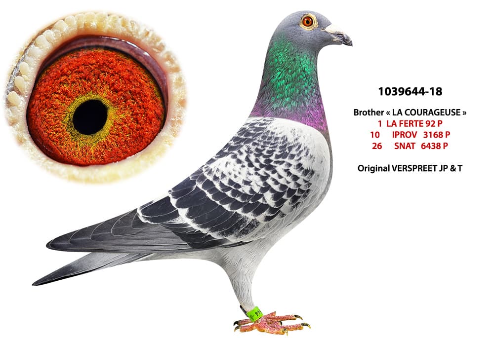 pigeon: undefined