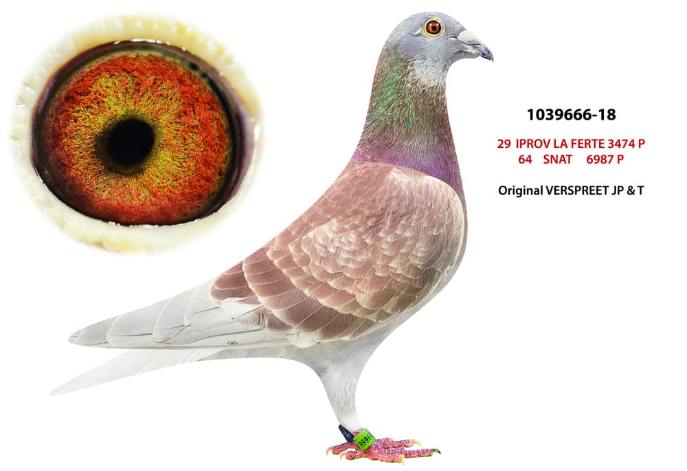 pigeon: undefined