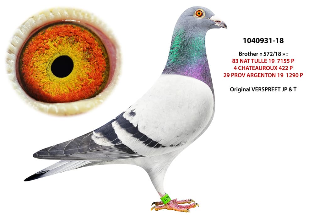 pigeon: undefined