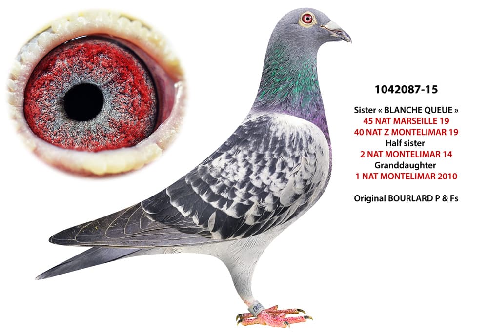 pigeon: undefined