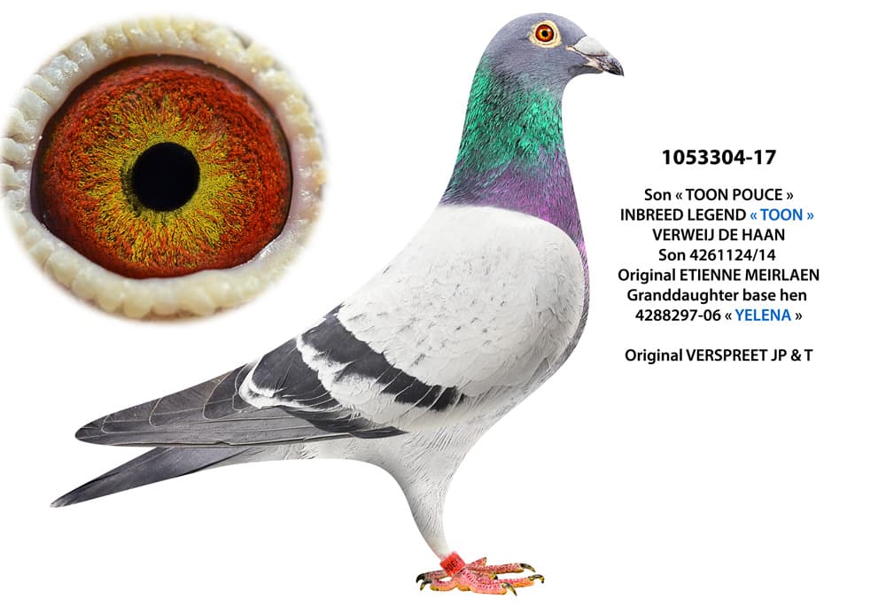 pigeon: undefined