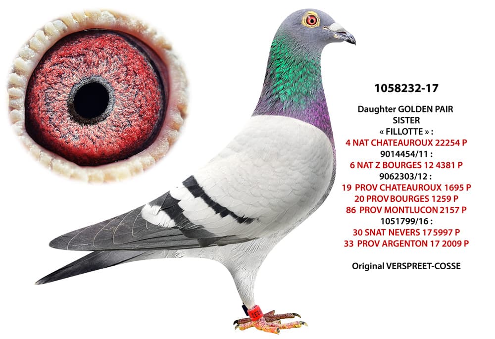 pigeon: undefined