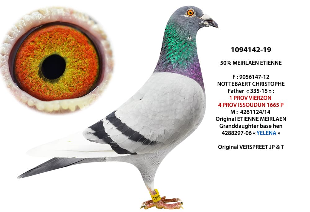 pigeon: undefined